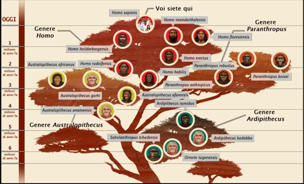 L'albero genealogico dell'uomo (riadattato dallo Smithsonian's National Museum of Natural History